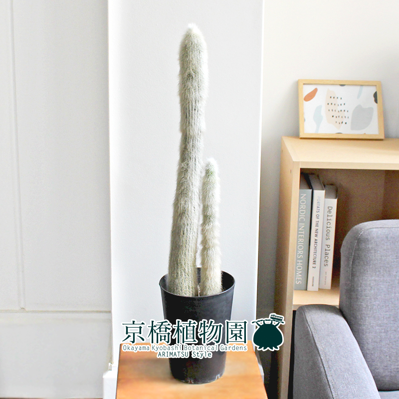 【現品】柱サボテン　吹雪柱（フブキチュウ）7号　Ⅱ 観葉植物 花、園芸