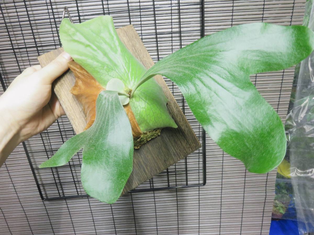 【HOT，安い】 P.Elephantotis x P.alcicorne madagascar form 板付 ビカクシダ(ビカクシダ、コウモリラン)｜売買されたオークション情報、yahooの商品情報をアーカイブ公開 - オークファン ビカクシダ、コウモリラン