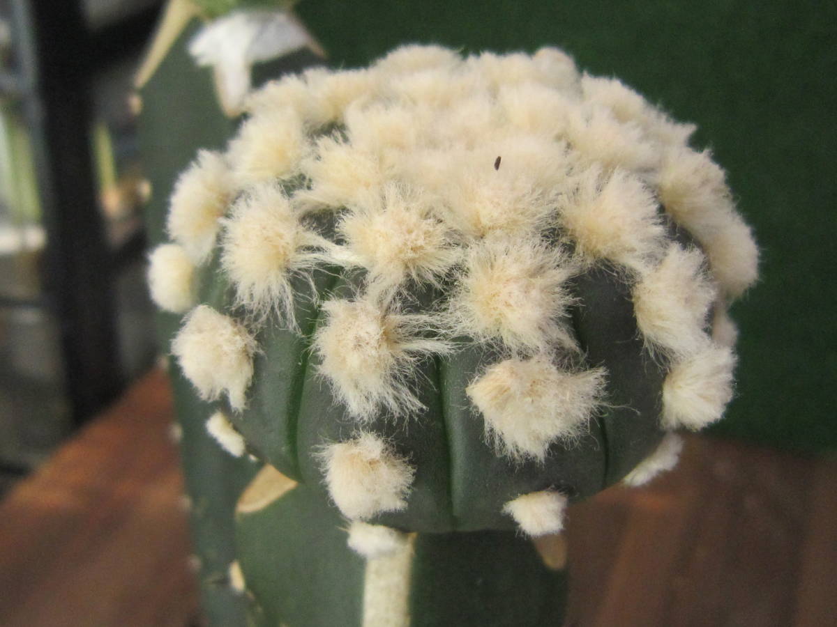 サボテン 瑠璃兜 接ぎ木 Westfieldenergy Com サボテン 瑠璃兜 接ぎ木 Westfieldenergy Com