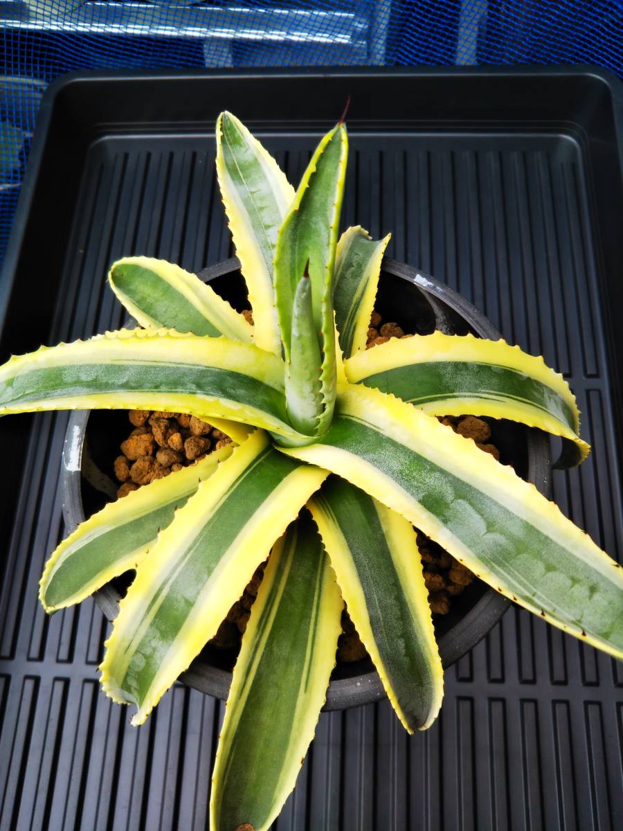 コルネリウス コーネリウス Agave americana cornelius variegated