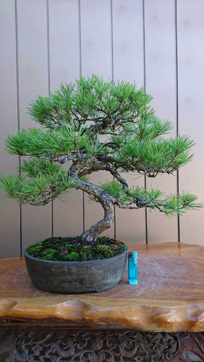 盆栽 赤松 樹高43cm 盆栽 | 赤松 約13cm 赤松斜幹」常滑太鼓胴鉢