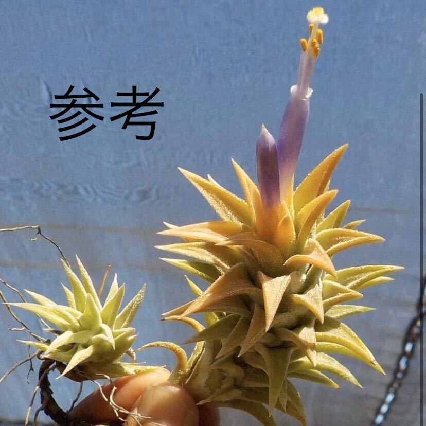 Tillandsia 