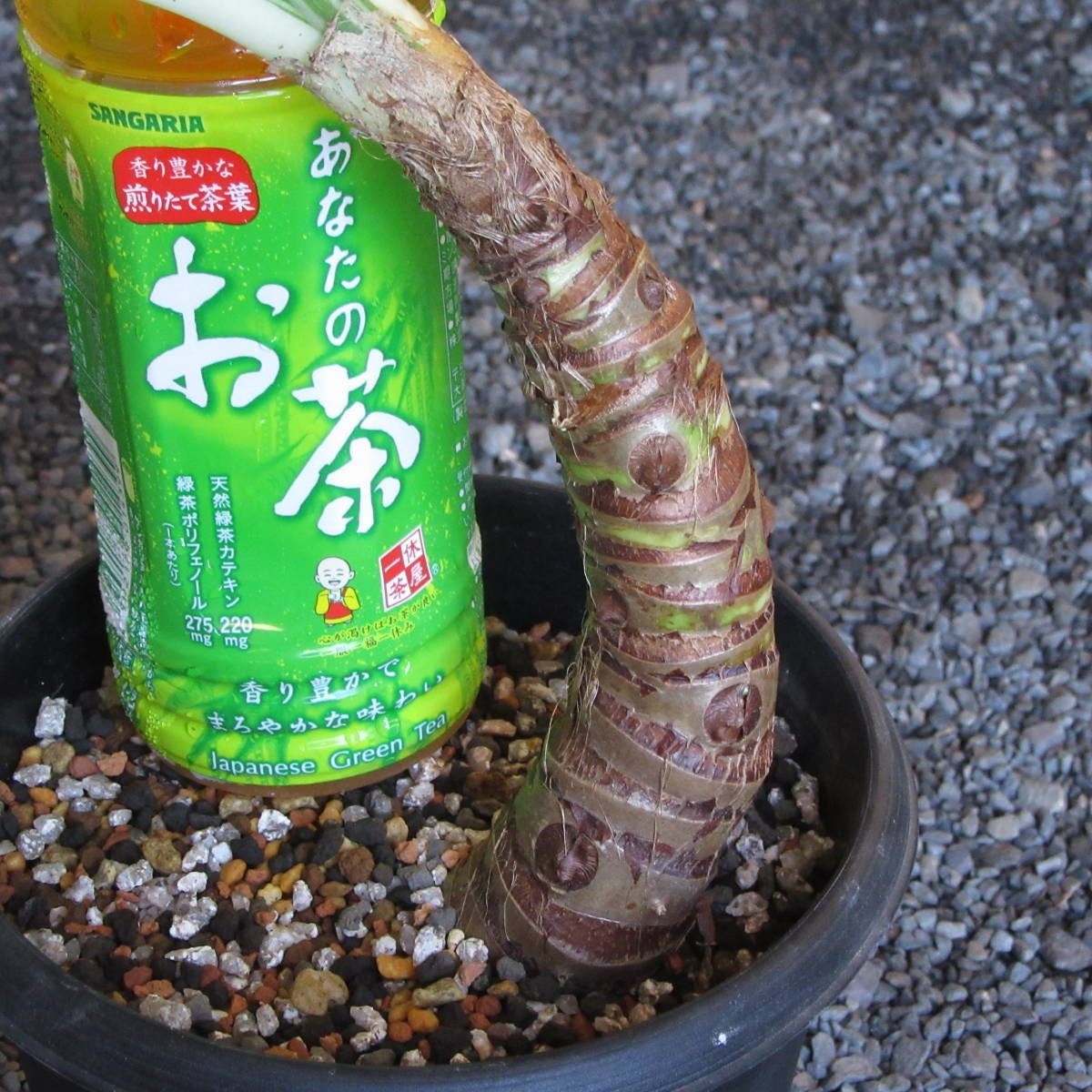 希少　F.C.Real Bristol ナイキ　スウェットハーフパンツ　Mサイズ 太幹！ 斑入り クワズイモ フルムーン ハーフムーン アロカシア 【 山