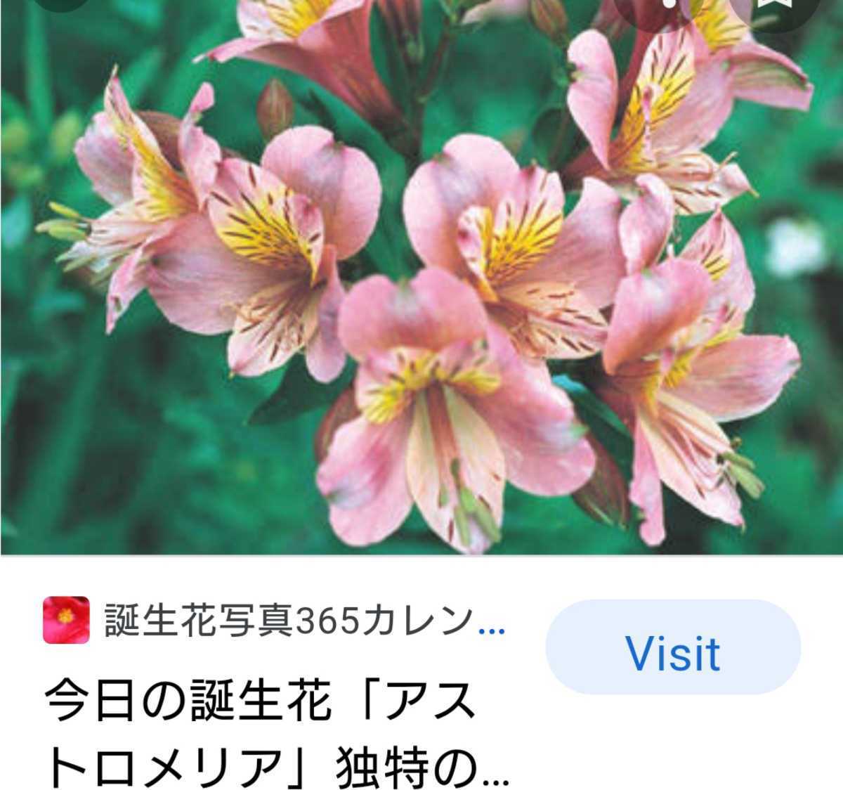 11 来期用 アルストロメリア アストロメリア ３号ポット苗 苗 売買されたオークション情報 Yahooの商品情報をアーカイブ公開 オークファン Aucfan Com