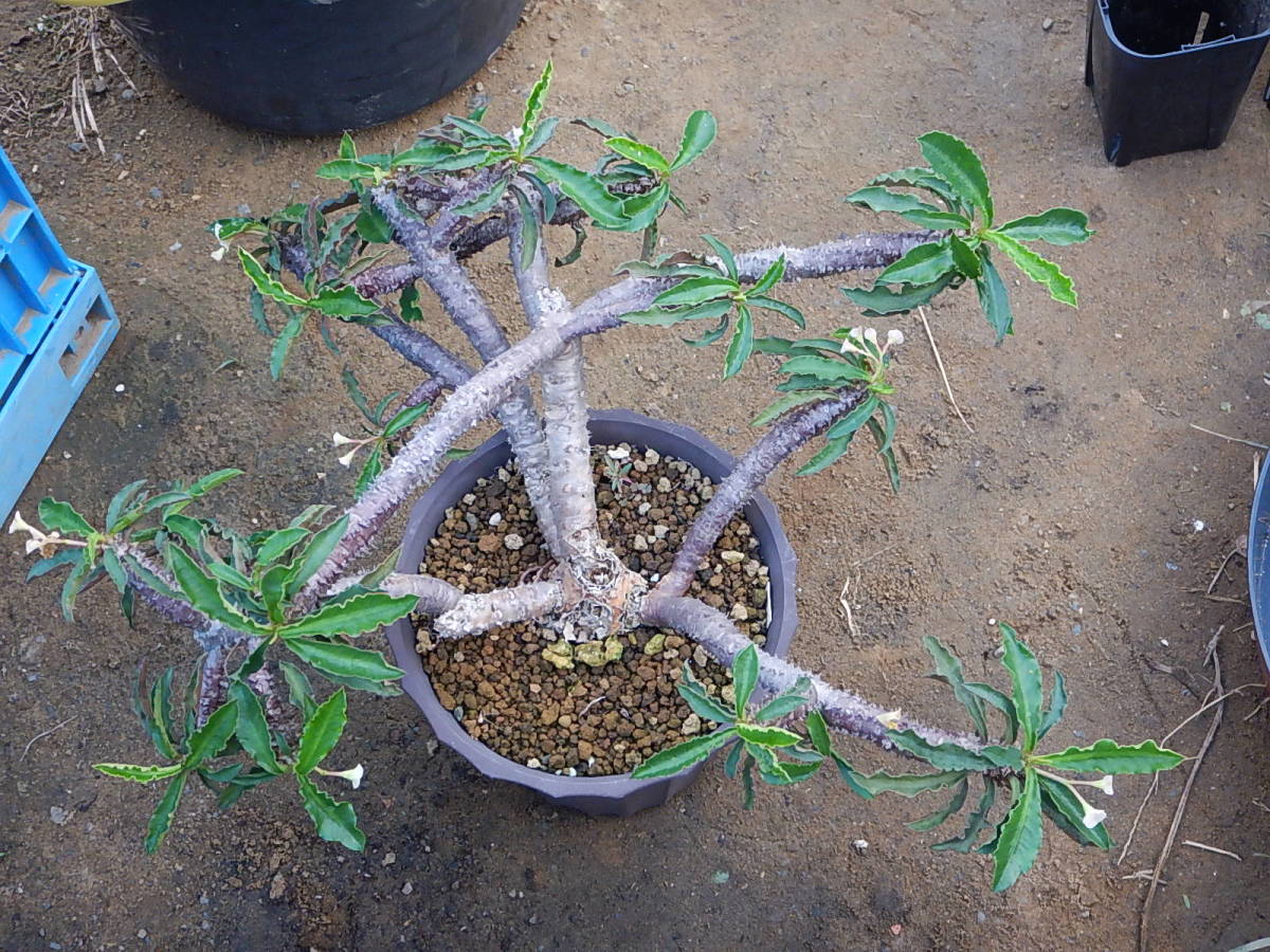 ユーフォルビア ユーホルビア デカリーちび花キリン モナデニウム サボテン 売買されたオークション情報 Yahooの商品情報をアーカイブ公開 オークファン Aucfan Com