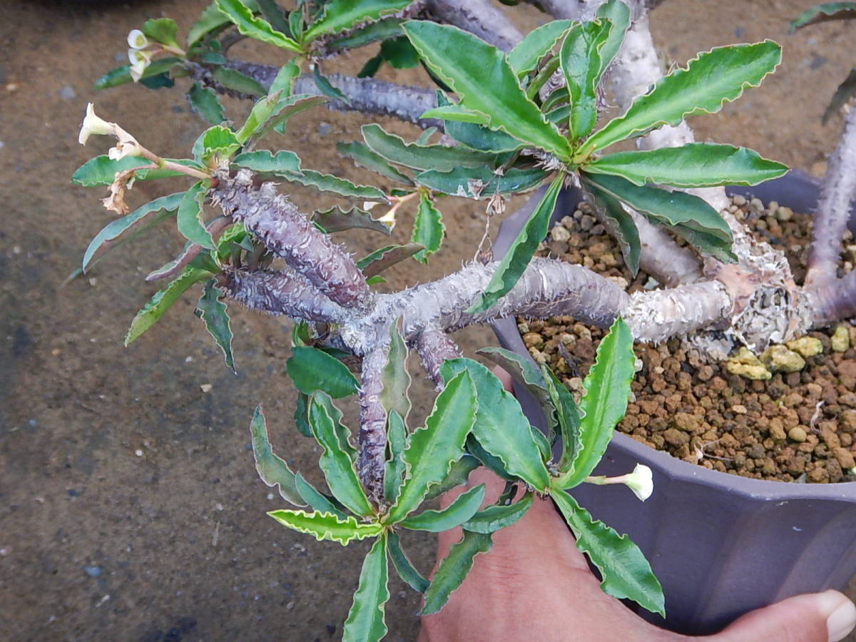 ユーフォルビア ユーホルビア デカリーちび花キリン モナデニウム サボテン 売買されたオークション情報 Yahooの商品情報をアーカイブ公開 オークファン Aucfan Com