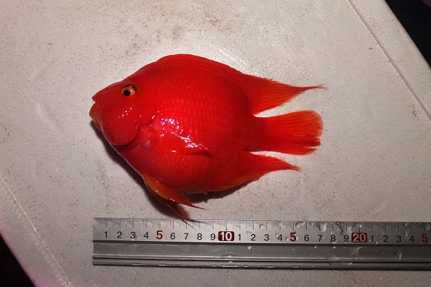 13 16ｃｍ アロワナの目垂れ防止に スーパーレッド キングコングパロット ビックサイズ ３匹セットです Sucasa Com Ve