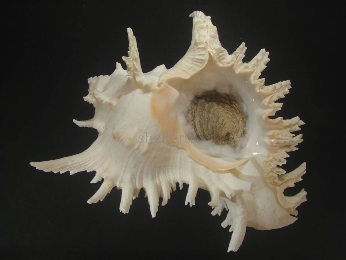 貝 標本 テングガイ 長棘型 約845g 23cm 科学 自然 売買されたオークション情報 Yahooの商品情報をアーカイブ公開 オークファン Aucfan Com