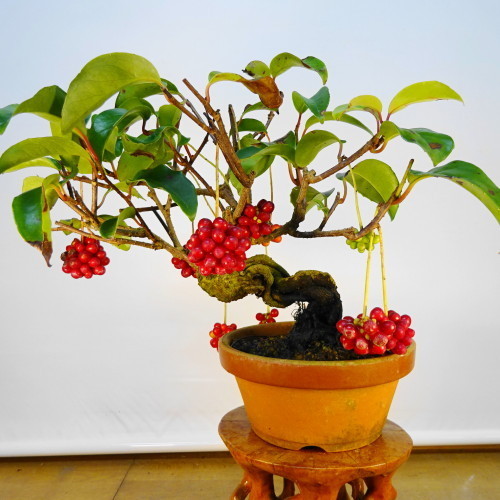 盆栽 美男カズラ びだんかずら 花、園芸 盆栽 【公式通販】