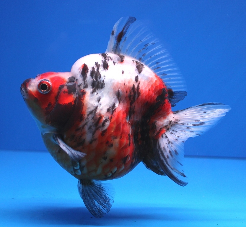 ⑨　☆超極上個体☆　達磨　当店オリジナル三色琉金　ショートテール金魚　13cm位