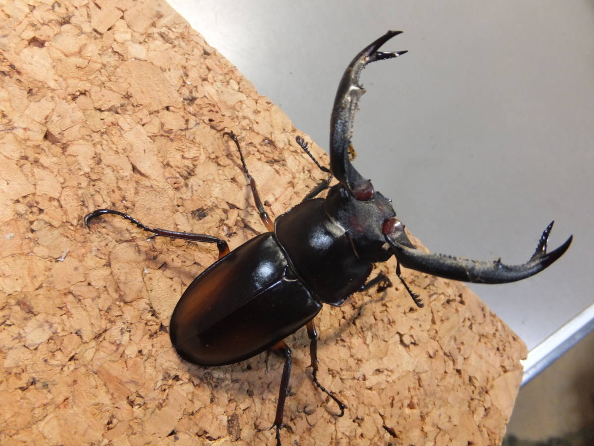 Rhaetulus didieri ディディエ－ルシカクワガタ ♂69mmペア №31