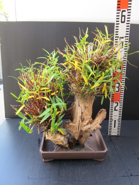 ☆山野草 セッコク 山野草 ☆山 着生蘭☆超珍品紅タブ木の根超特大型