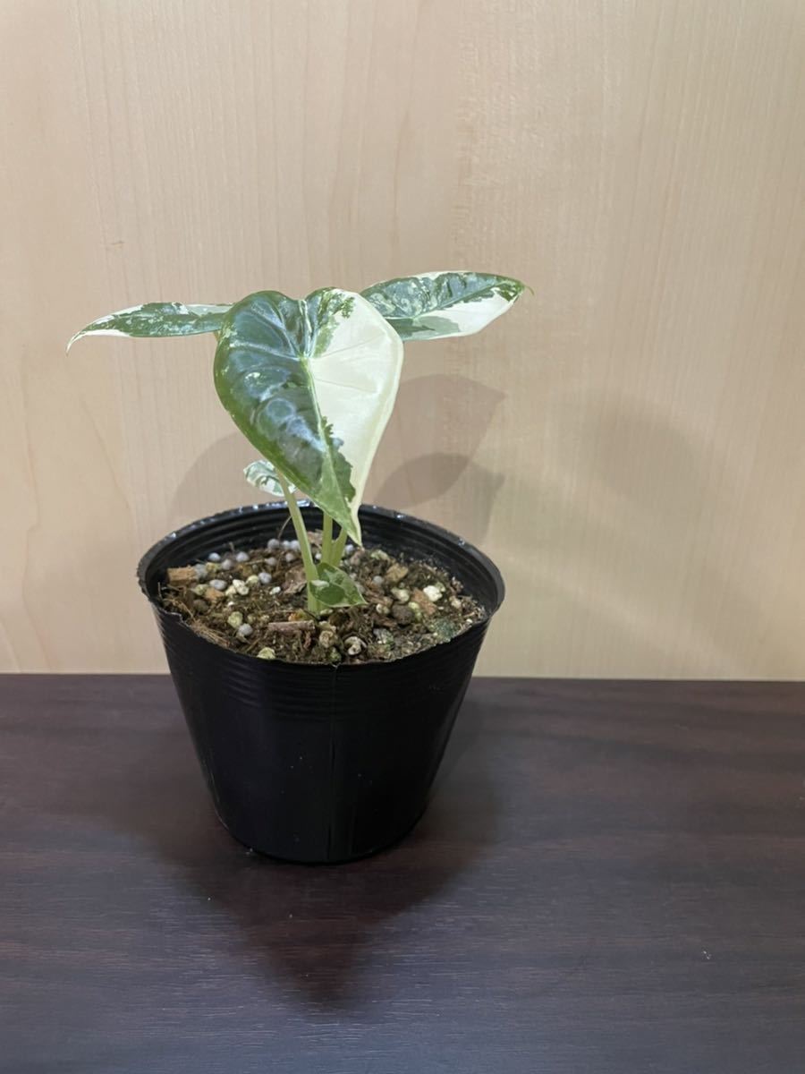 極上斑入り　グリーンベルベット　1_2