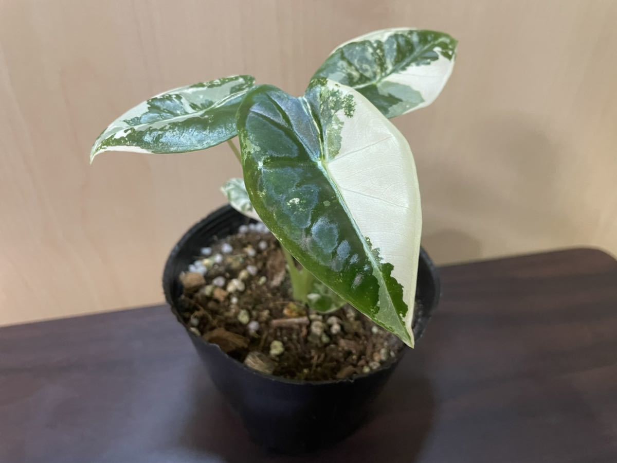 極上斑入り　グリーンベルベット　1_3