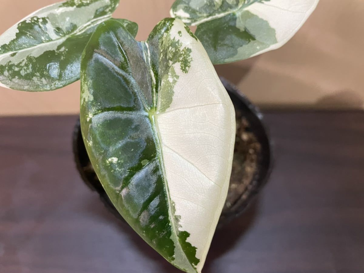 極上斑入り　グリーンベルベット　1_4