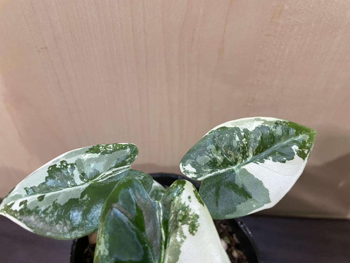 極上斑入り　グリーンベルベット　1_5