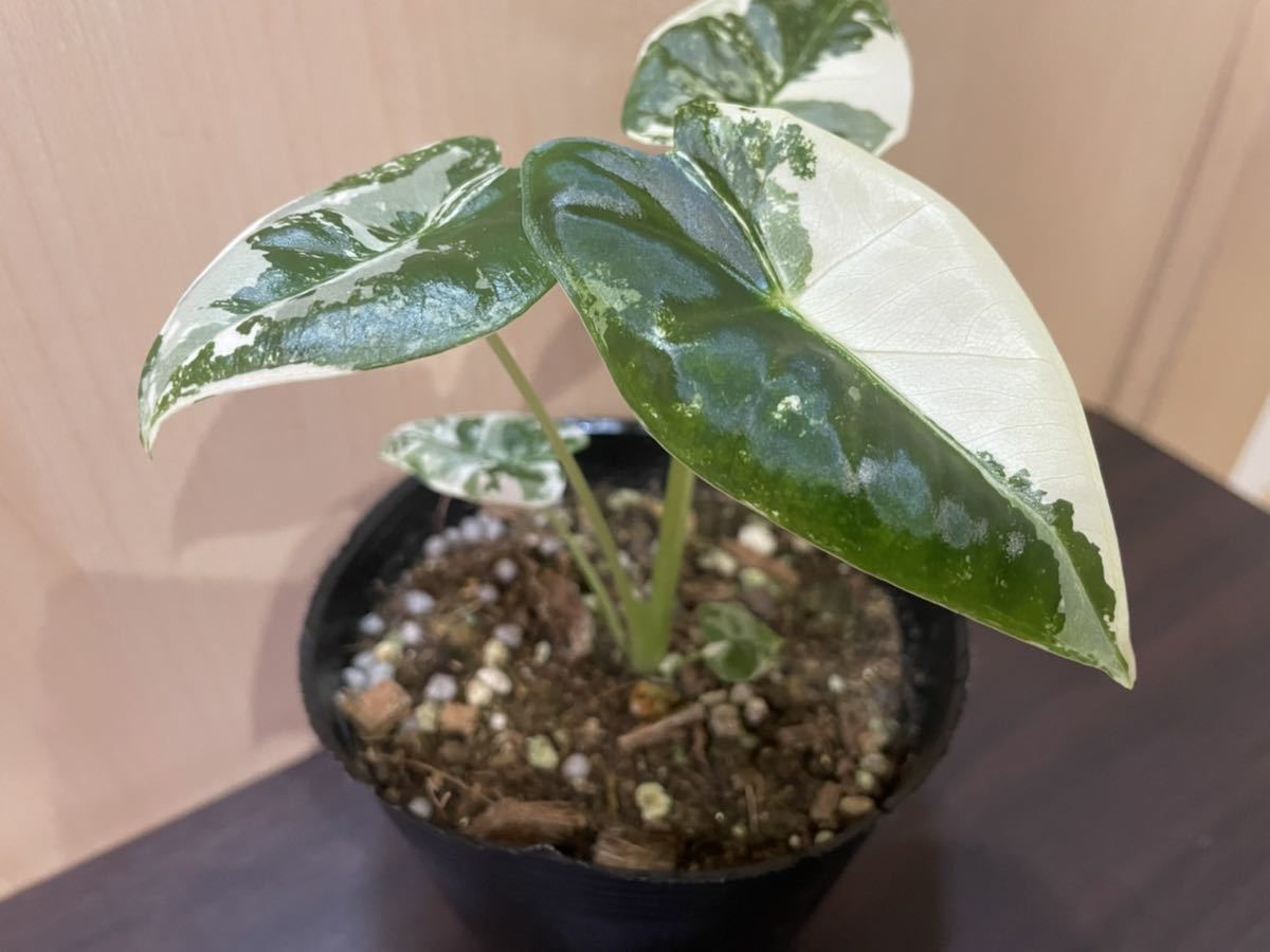 極上斑入り　グリーンベルベット　1_6