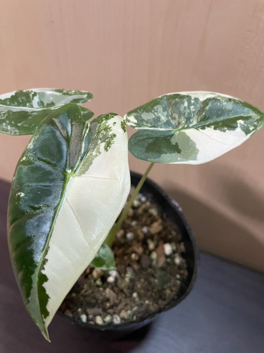 極上斑入り　グリーンベルベット　1_7