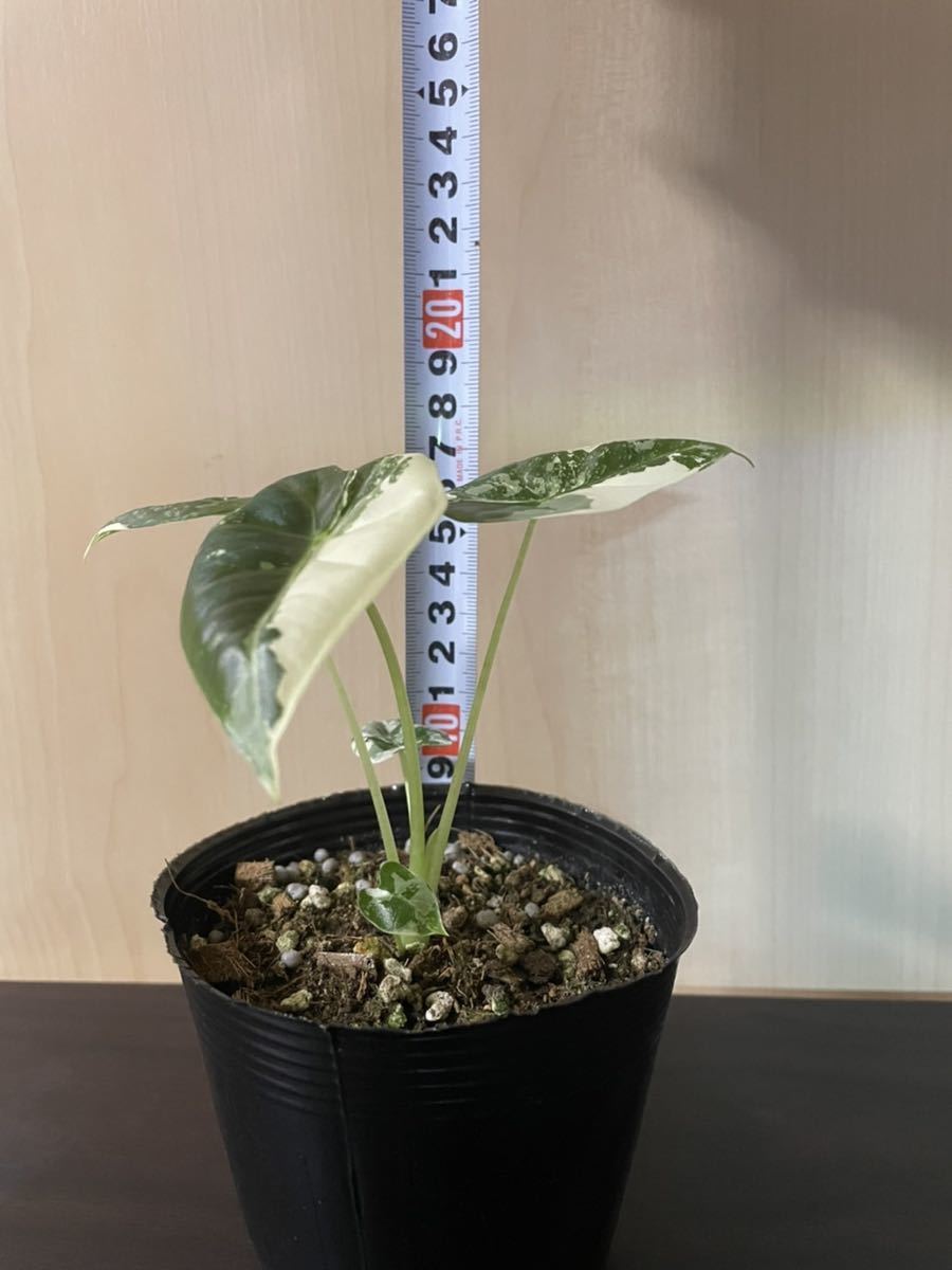 極上斑入り　グリーンベルベット　1_8