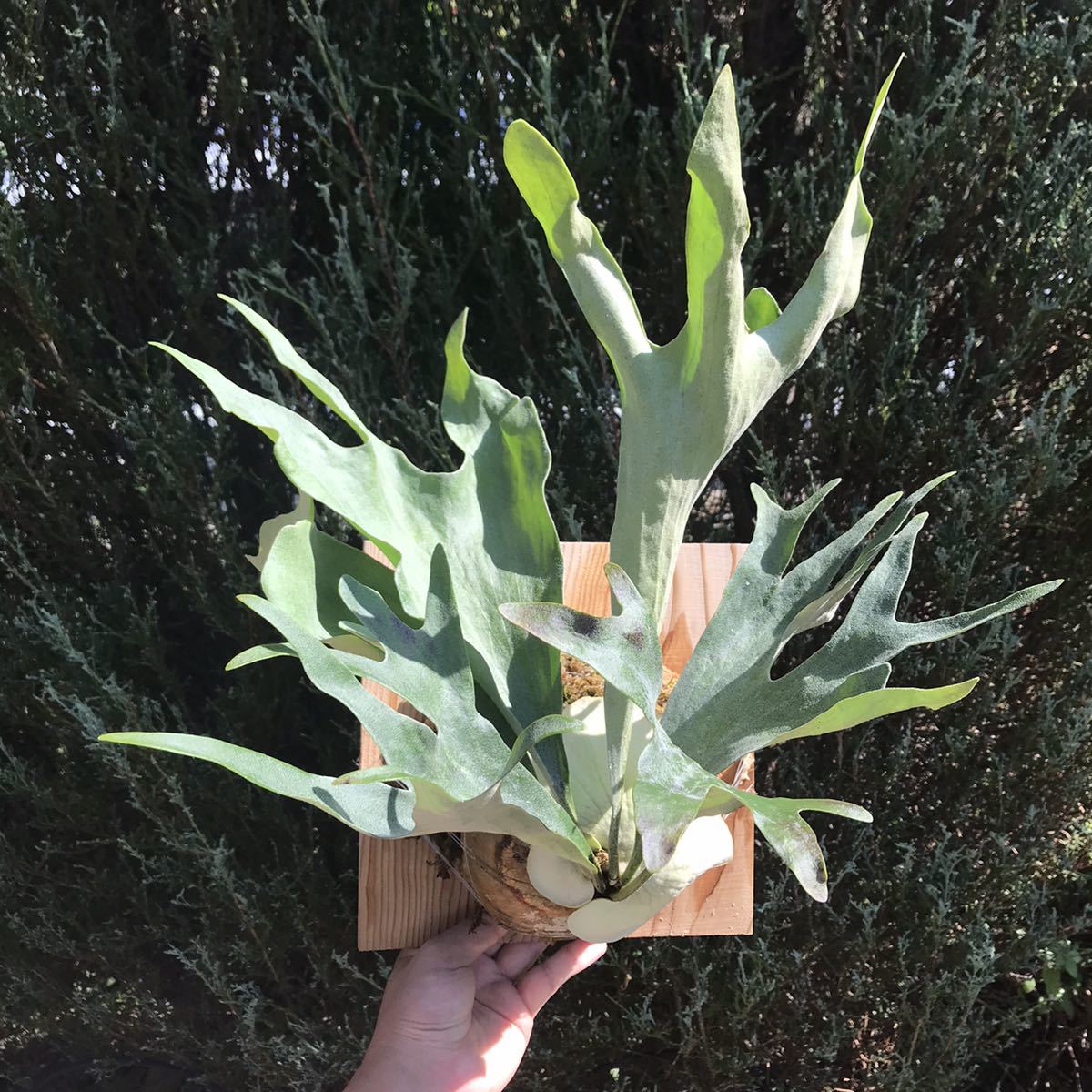 Platycerium coronarium胞子苗ビカクシダ（1）
