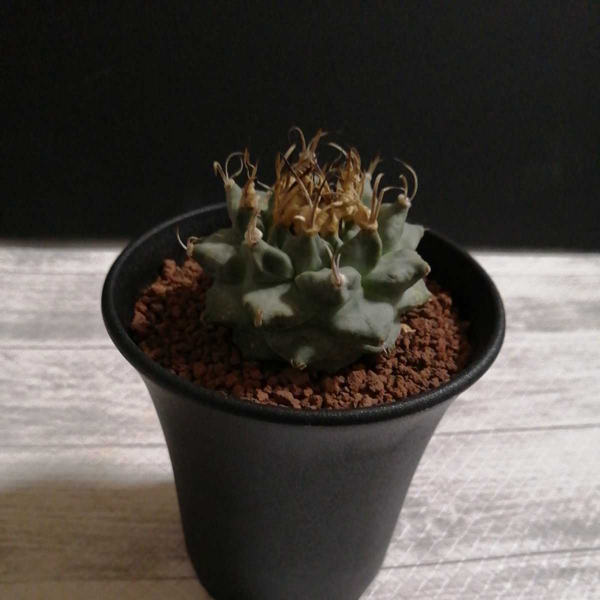 ツルビニカルプス アロンソイ サボテン 大疣 alonsoi Turbinicarpus 