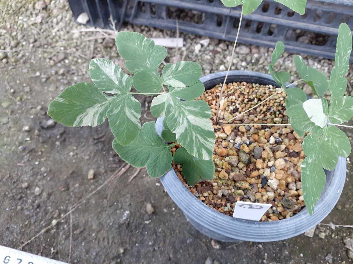 山野草　斑入り　ゼンマイ　雪白柄④