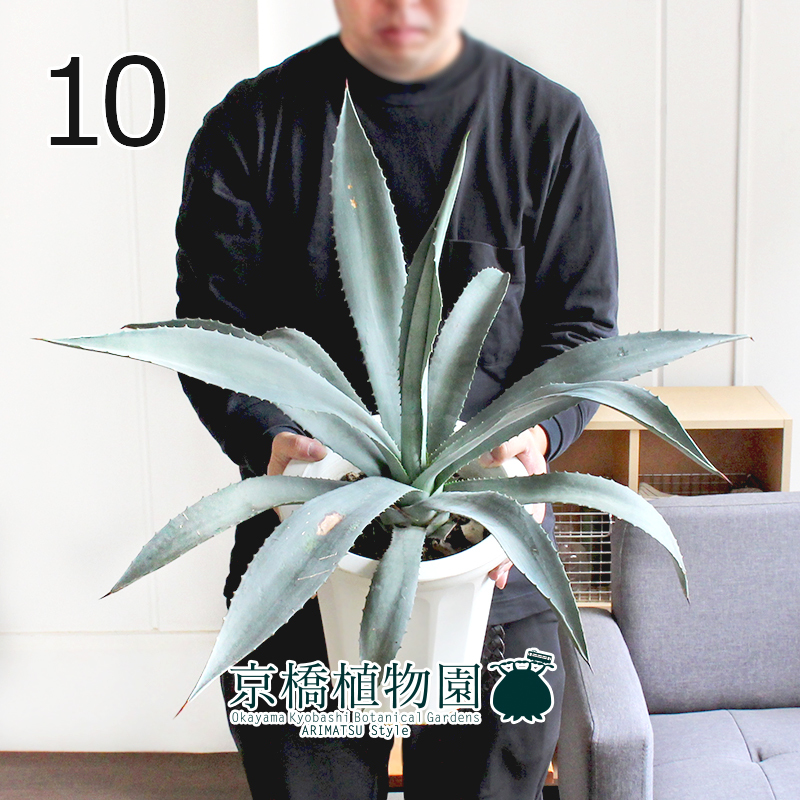 現品】アガベ アオノリュウゼツラン 8号 白鉢（10）Agave americana