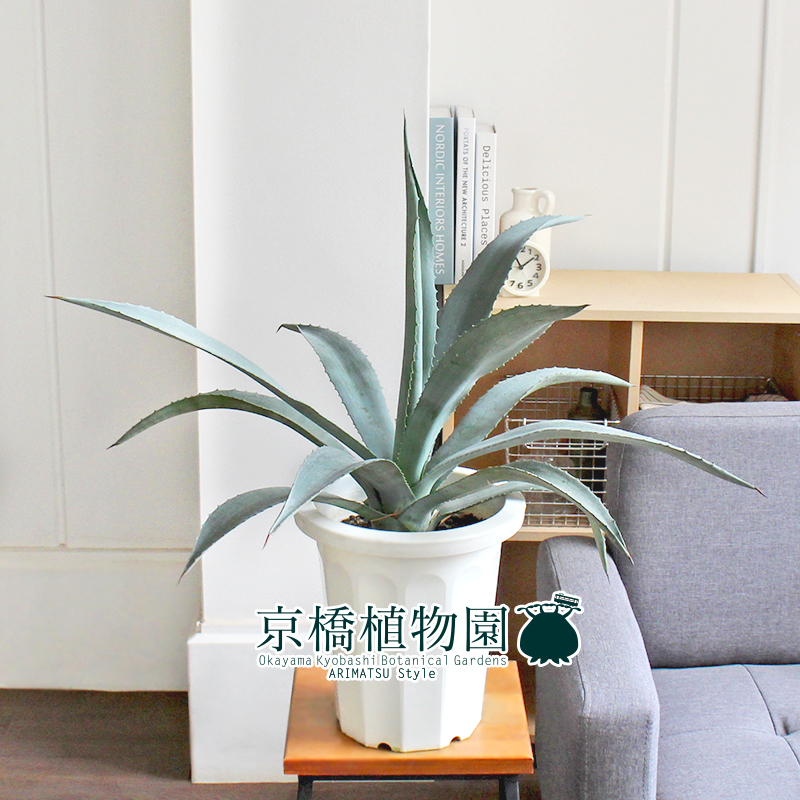 現品】アガベ アオノリュウゼツラン 8号 白鉢（10）Agave americana