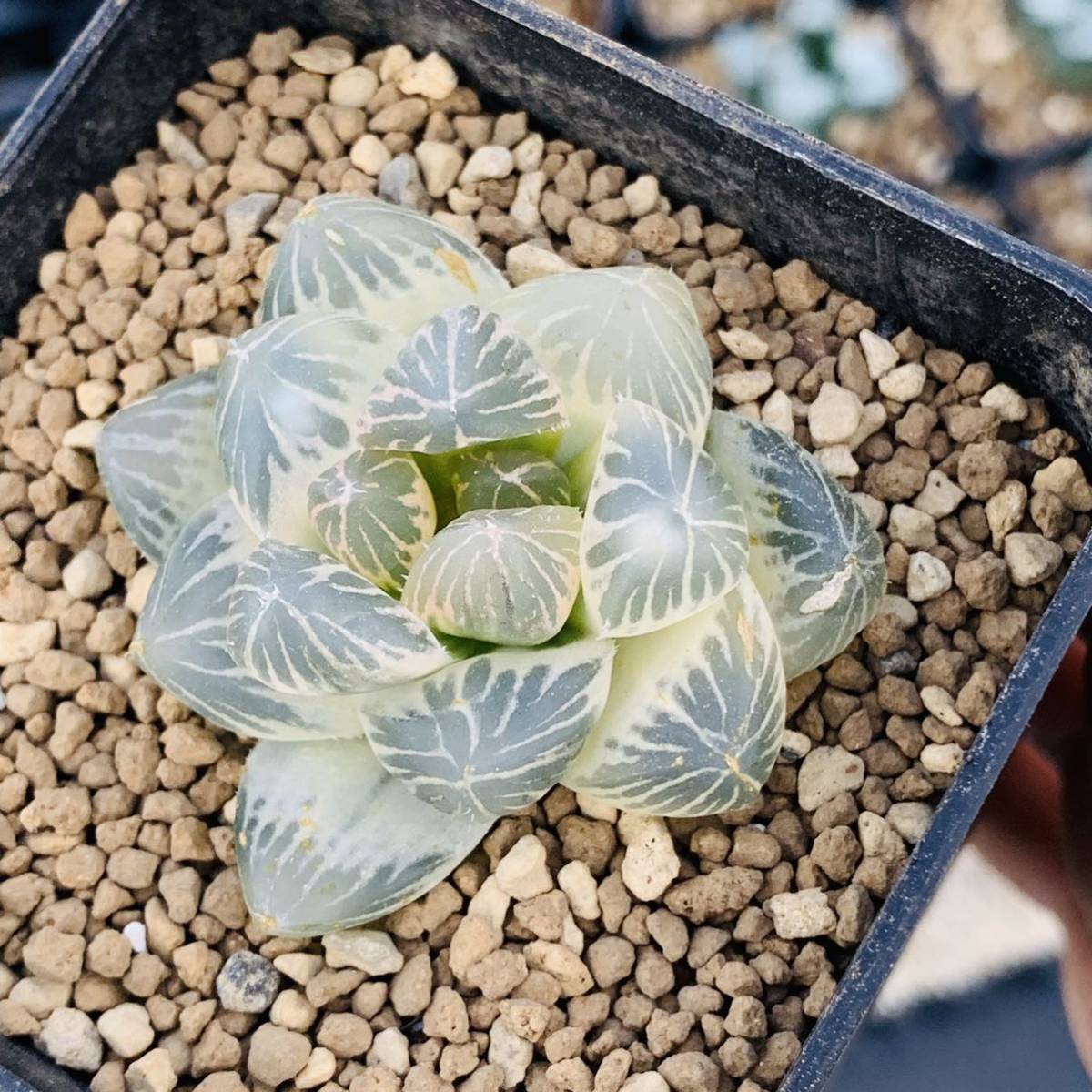 多肉植物 ハオルチア 糊斑 オブツーサ錦 OB-1糊斑 | 公式通販 OM 