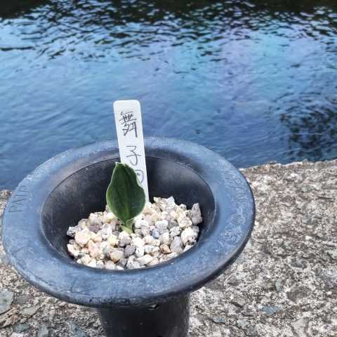 ピクタム Aglaonema アグラオネマ pictum No.1 トリカラー マルチ
