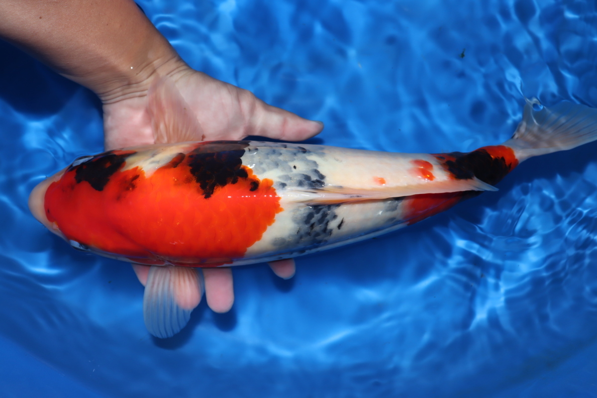 魚酔】匠池シリーズ！ 2020年生 面迫養鯉場産 昭和三色 44cm #CA404