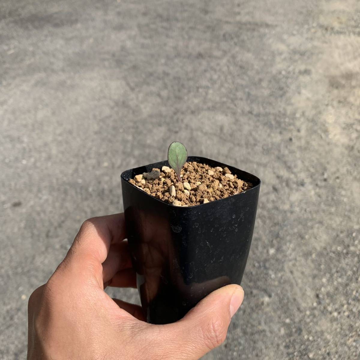 othonna cakilifolia JAA 2555 オトンナ カキリフォリア 国内実生（塊根植物 コーデックス 多肉植物 観葉植物）