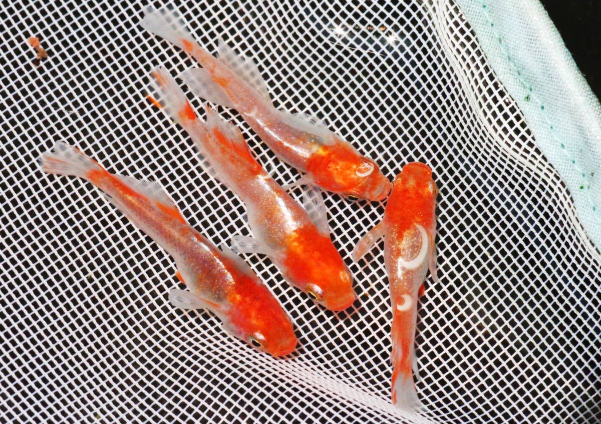 特選強朱 最強 プラチナ牡丹めだか ヒカリ体型の有精卵個 A めだか 売買されたオークション情報 Yahooの商品情報をアーカイブ公開 オークファン Aucfan Com