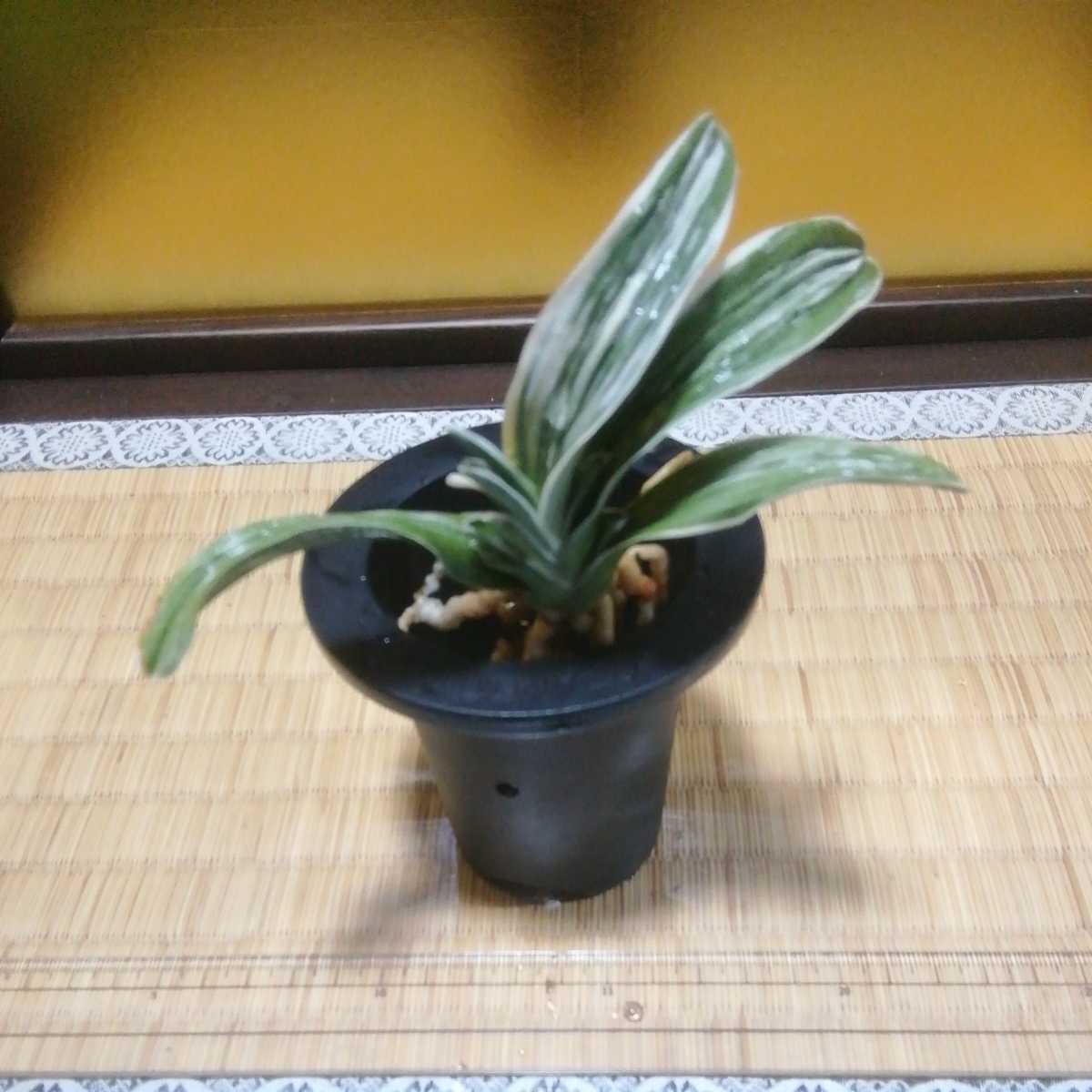 オモト 琴宝 ２