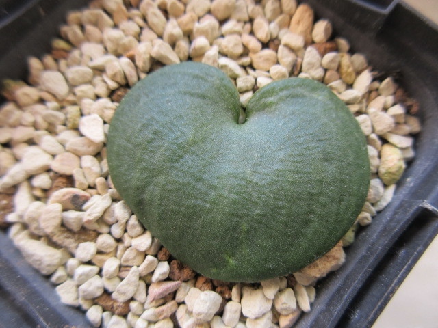 Eriospermum isla - del pescado zeyheri CAUDICIFORM エケベリア