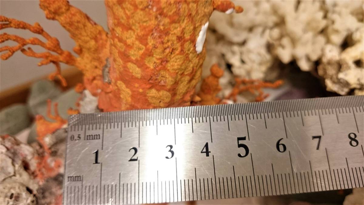 原木一点物】特大 天然赤珊瑚 置物 ガラスケース入り/血赤サンゴ/化石