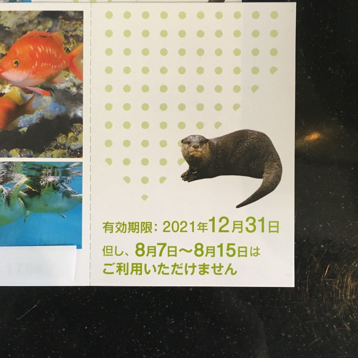 新江ノ島水族館 招待券2枚 ギフト プレゼント ご褒美