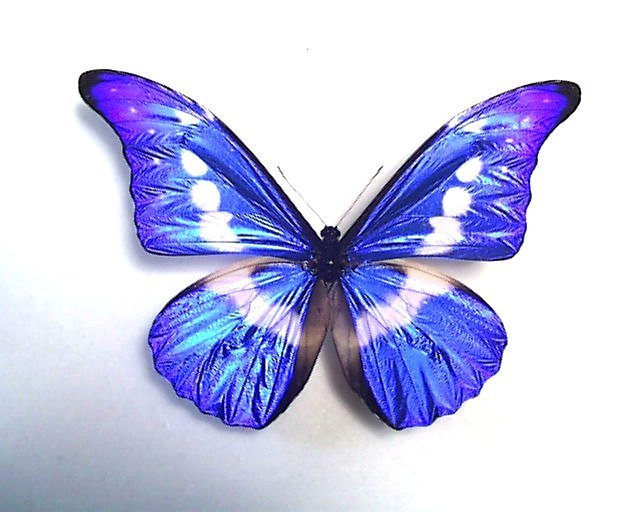 外国産蝶標本 ヘレナモルフォ ペルー A-♂ 産 helena ペルー産 Morpho
