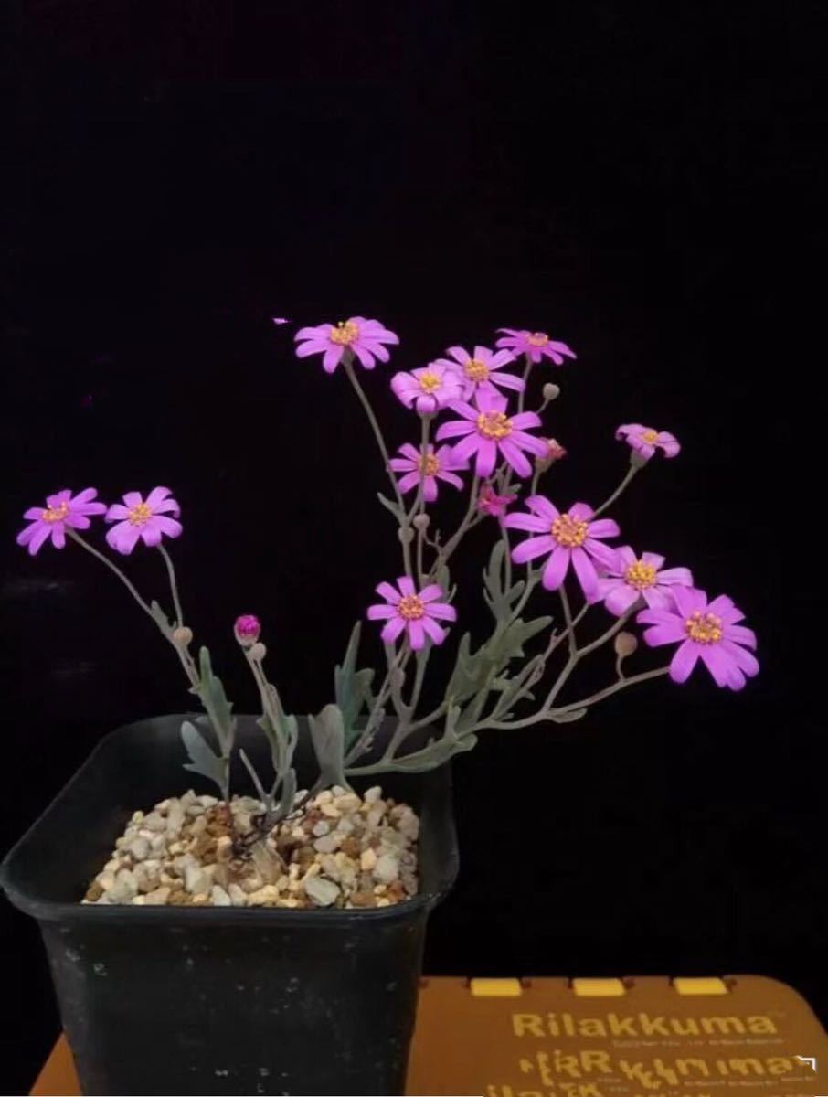 Othonna Cakilifolia 紫色花のオトンナ13
