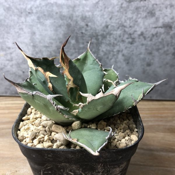 P4192】【超希少 チタノタ】 アガベ チタノタ 『 阿修羅 』 Agave