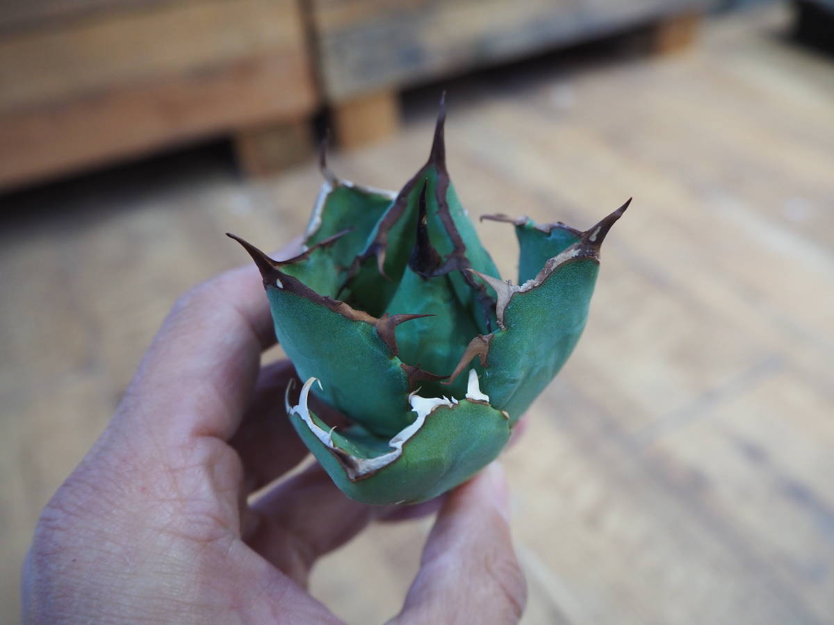 ☆PCP特選株☆Agave titanota FO-076 Oteroi EU イタリア 厳選選抜子株