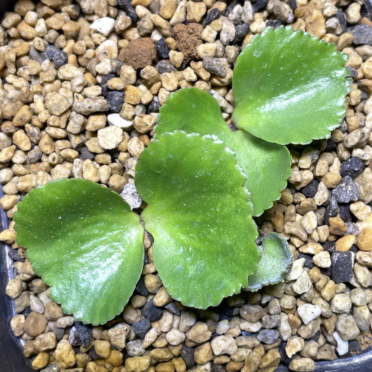 チ22 【塊根植物・現地株】パキポディウム グラキリス 特大【最新到着