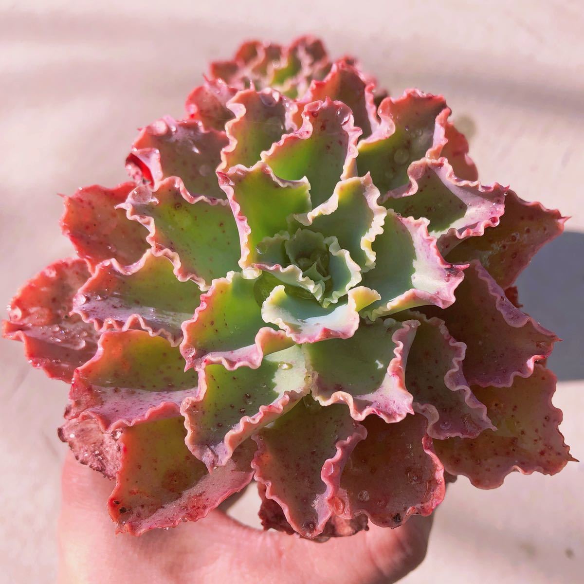 多肉植物 ブルーフォックス 2個 2026年最新ブルーフォックス 多肉の