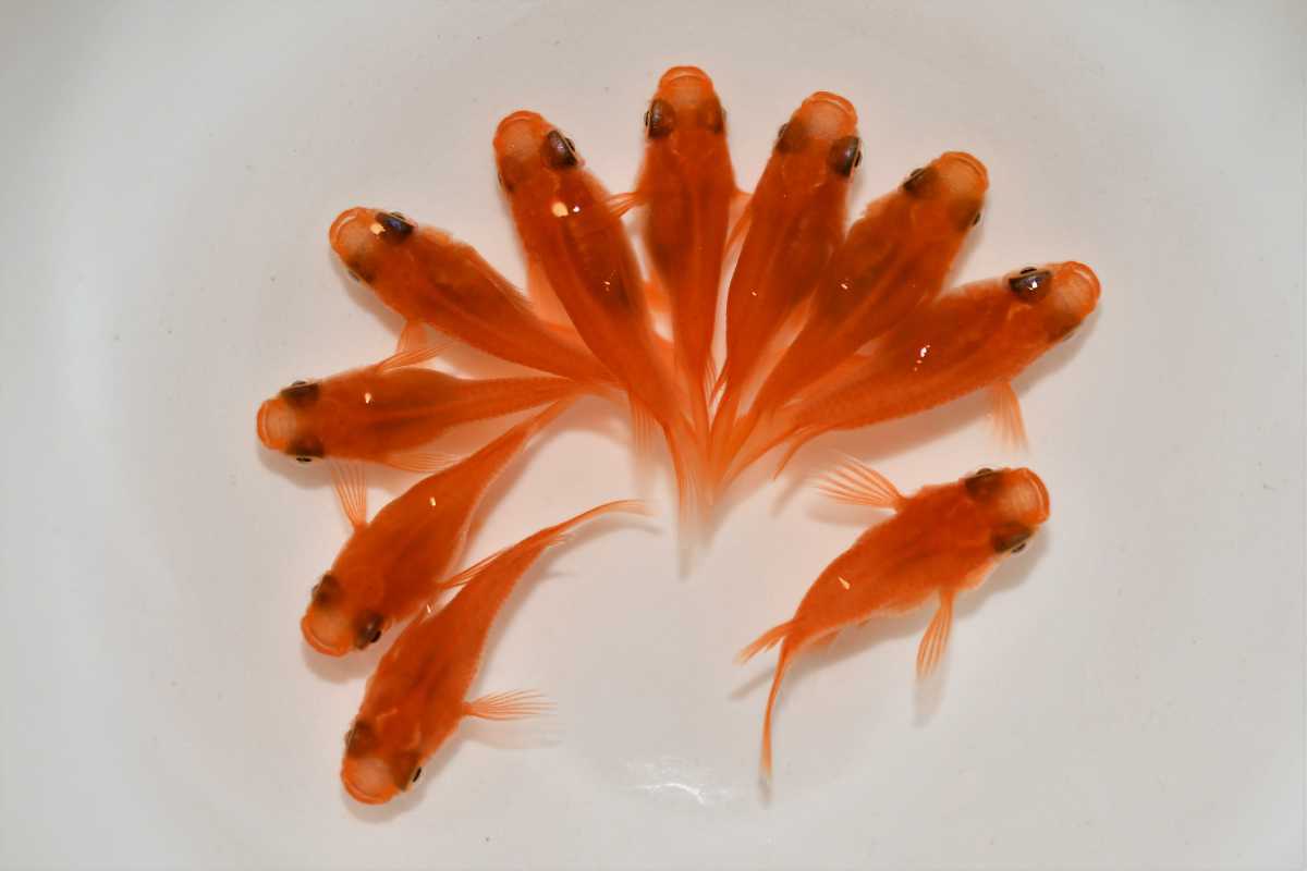 最安値級価格 めだか 紅帝半ダルマメダカ ３匹 Shipsctc Org