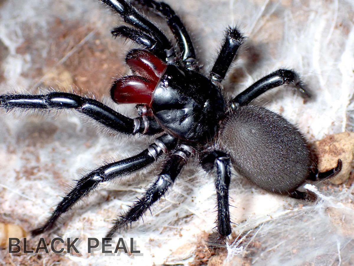 オオクロケブカジョウゴグモ Adult その他 売買されたオークション情報 Yahooの商品情報をアーカイブ公開 オークファン Aucfan Com