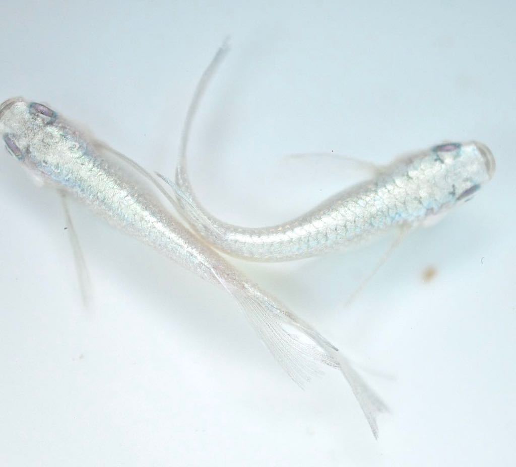 めだか小町 超極上 プラチナダイヤ リアルロングフィン 有精卵 A 中里様最 種 極上ヒレ種親 めだか 卵 体外光 めだか 売買されたオークション情報 Yahooの商品情報をアーカイブ公開 オークファン Aucfan Com