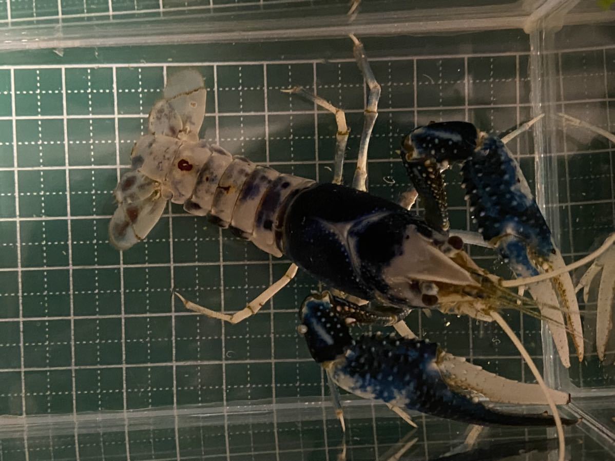 アメリカザリガニの色素変異 ブルームーンの子供 甲殻類 売買されたオークション情報 Yahooの商品情報をアーカイブ公開 オークファン Aucfan Com