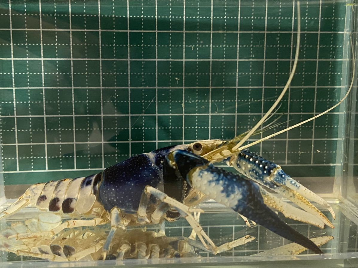 アメリカザリガニの色素変異 ブルームーンの子供 甲殻類 売買されたオークション情報 Yahooの商品情報をアーカイブ公開 オークファン Aucfan Com