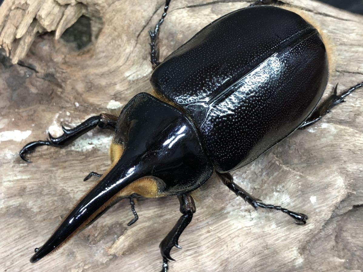 サタンオオカブト ペア No 01 Nsburwell People Ysu Edu