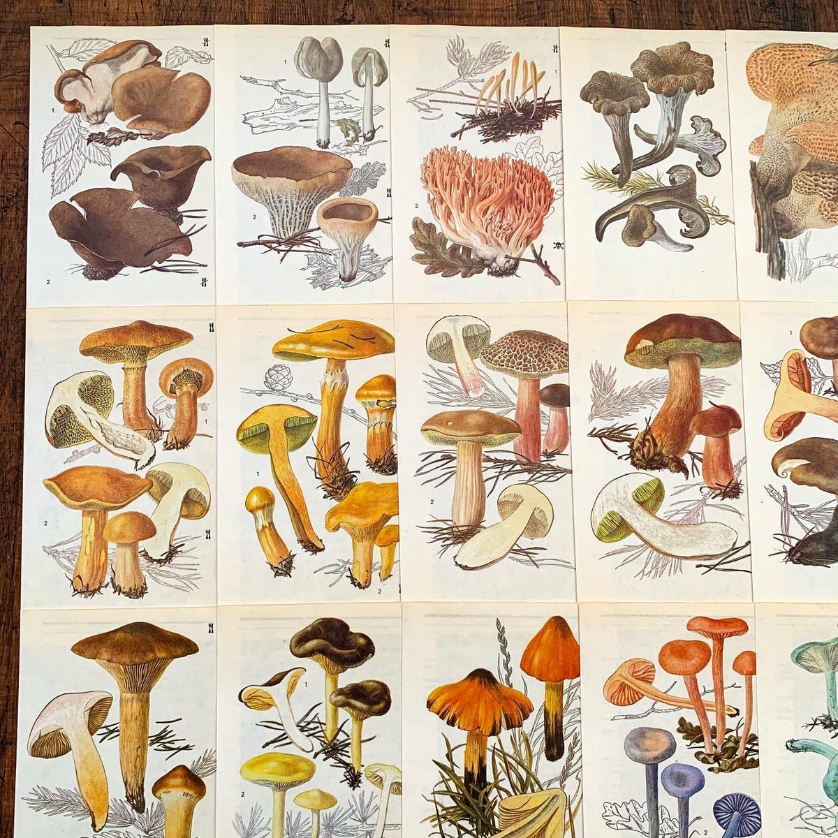 チェコの古いキノコのイラスト18枚セット01 アンティーク ブロカント ヨーロッパ 植物図鑑 植物画 花の絵 イラスト 雰囲気 その他 売買されたオークション情報 Yahooの商品情報をアーカイブ公開 オークファン Aucfan Com